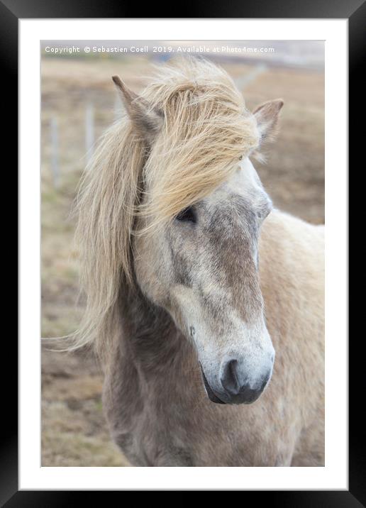 Icelandic Horse.. Framed Mounted Print by Sebastien Coell