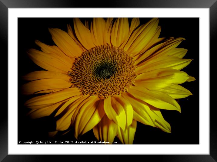 Sunflower Close Up Framed Mounted Print by Judy Hall-Folde