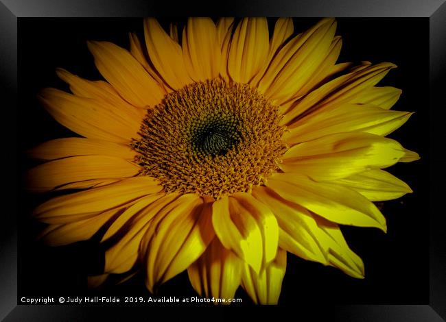 Sunflower Close Up Framed Print by Judy Hall-Folde
