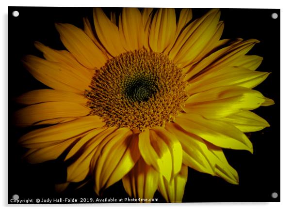 Sunflower Close Up Acrylic by Judy Hall-Folde