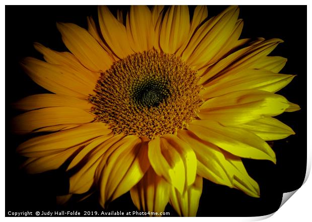 Sunflower Close Up Print by Judy Hall-Folde