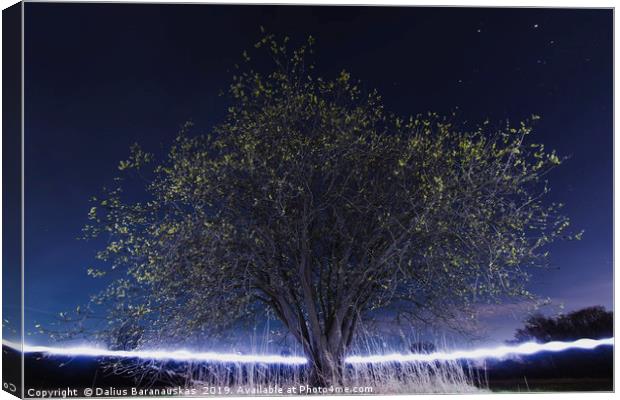 The Magical tree Canvas Print by Dalius Baranauskas