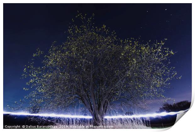 The Magical tree Print by Dalius Baranauskas