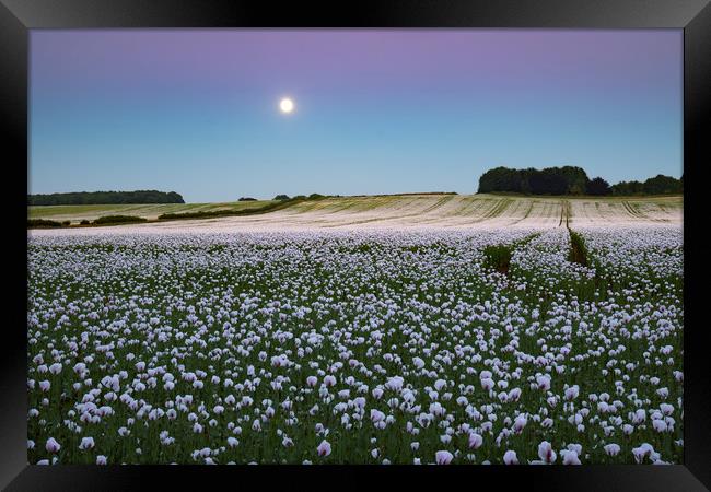 Moon over opium poppy fields Framed Print by Andrew Ray