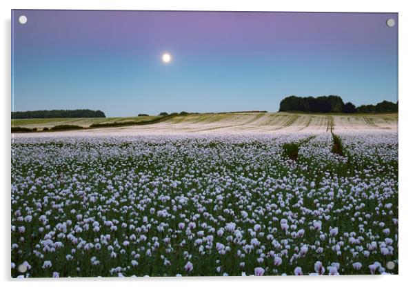 Moon over opium poppy fields Acrylic by Andrew Ray