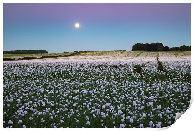 Moon over opium poppy fields Print by Andrew Ray
