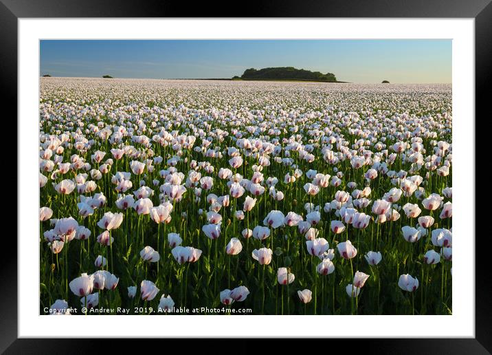 Opium Poppies (West Morden, Dorset) Framed Mounted Print by Andrew Ray
