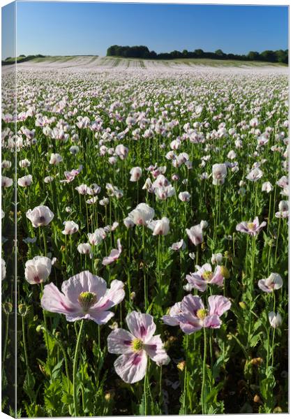 Opium poppy field at West Morden Canvas Print by Andrew Ray