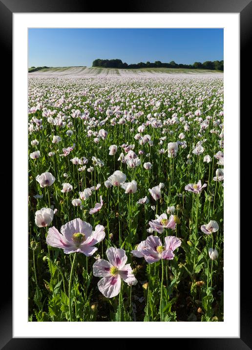 Opium poppy field at West Morden Framed Mounted Print by Andrew Ray