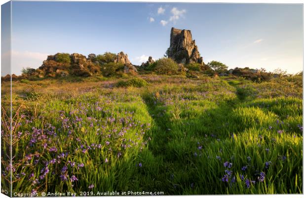 Paths through the Bluebells (Roche Rock Canvas Print by Andrew Ray