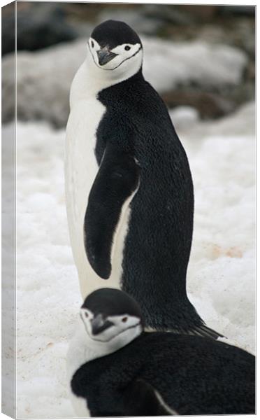 Chinstrap penguins Canvas Print by Ruth Hallam