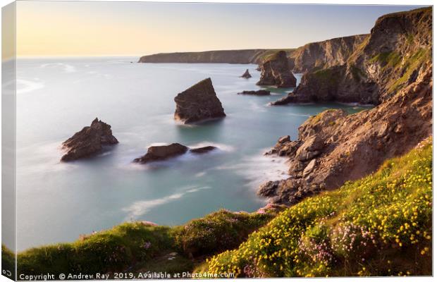 Spring flowers and sea stacks (Bedruthan Steps) Canvas Print by Andrew Ray