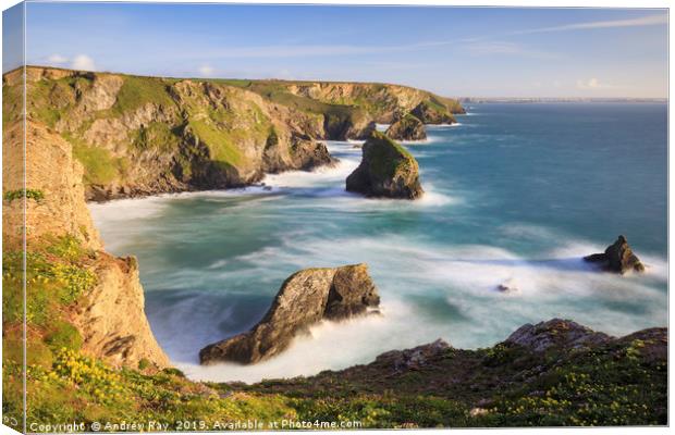 Thrift and Kidney Vetch at the Bedruthan Steps Canvas Print by Andrew Ray