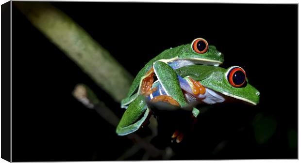 Red-Eyed Tree Frog Canvas Print by mark humpage