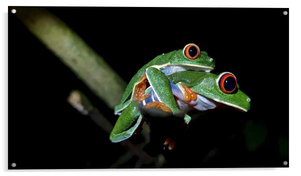 Red-Eyed Tree Frog Acrylic by mark humpage