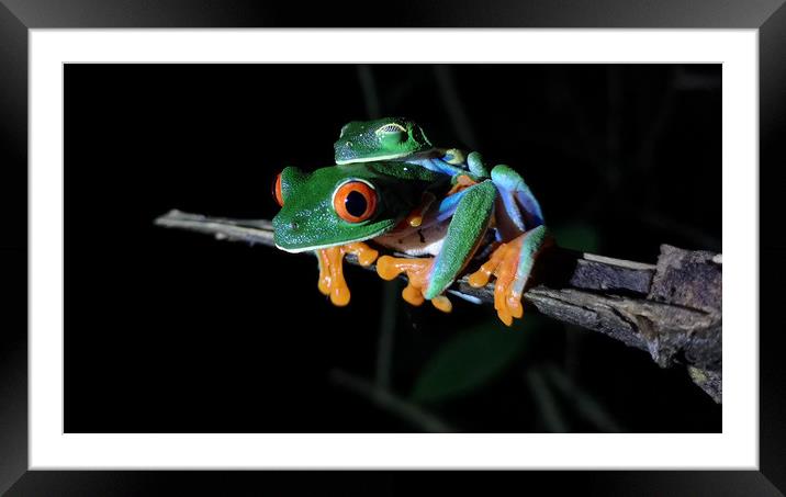 Red-Eyed Tree Frog Framed Mounted Print by mark humpage