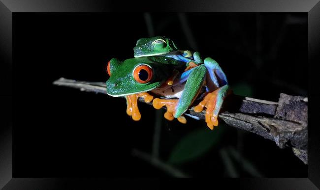 Red-Eyed Tree Frog Framed Print by mark humpage