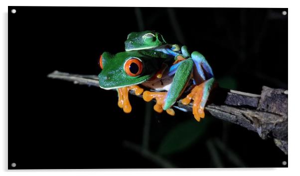 Red-Eyed Tree Frog Acrylic by mark humpage