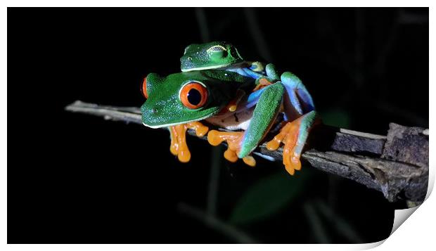 Red-Eyed Tree Frog Print by mark humpage