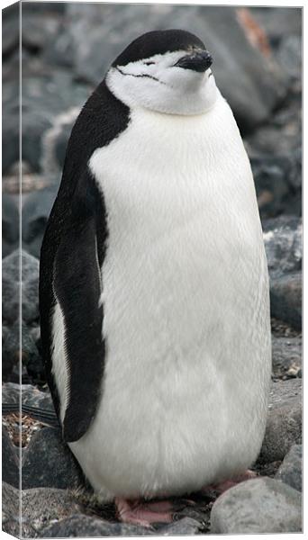 Chinstrap penguin 3 Canvas Print by Ruth Hallam