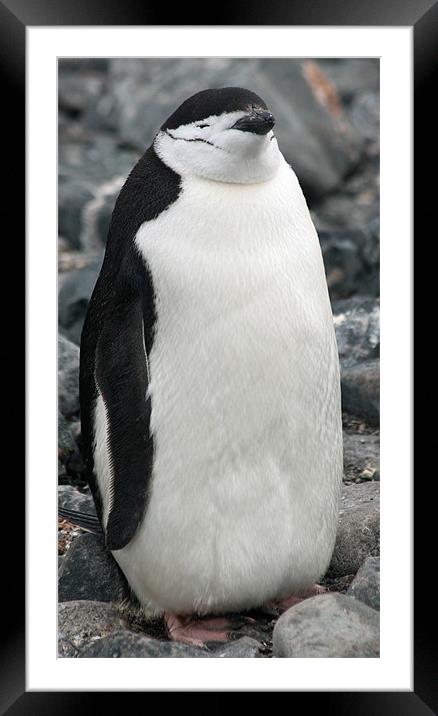 Chinstrap penguin 3 Framed Mounted Print by Ruth Hallam