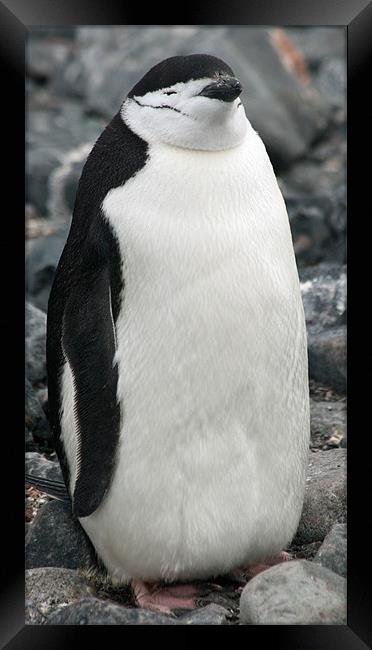 Chinstrap penguin 3 Framed Print by Ruth Hallam