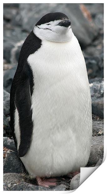 Chinstrap penguin 3 Print by Ruth Hallam