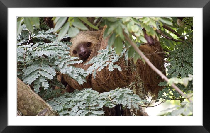 Costa Rica Sloth Framed Mounted Print by mark humpage