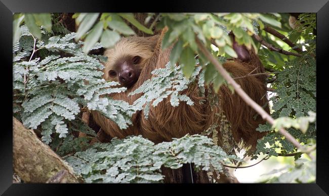 Costa Rica Sloth Framed Print by mark humpage
