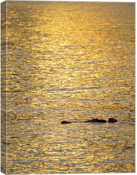 Floating in the Sun Canvas Print by mark humpage