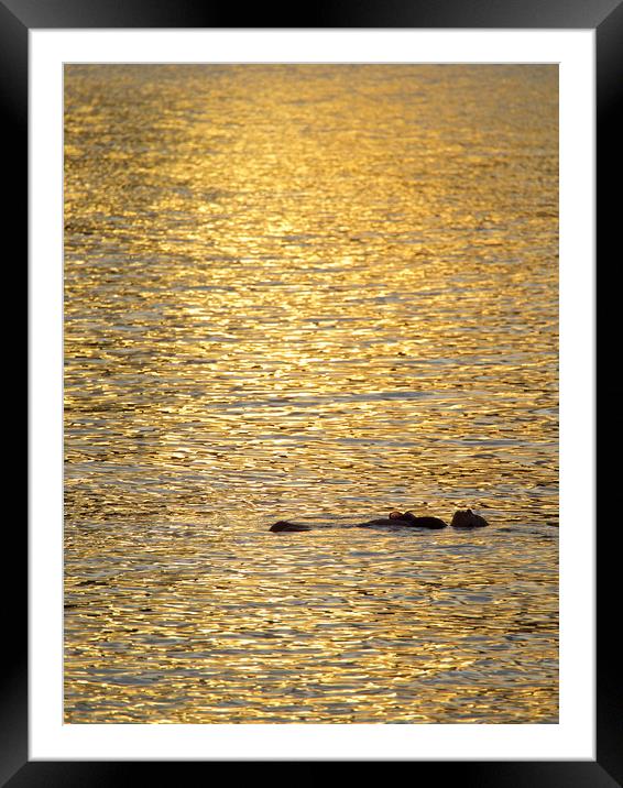 Floating in the Sun Framed Mounted Print by mark humpage