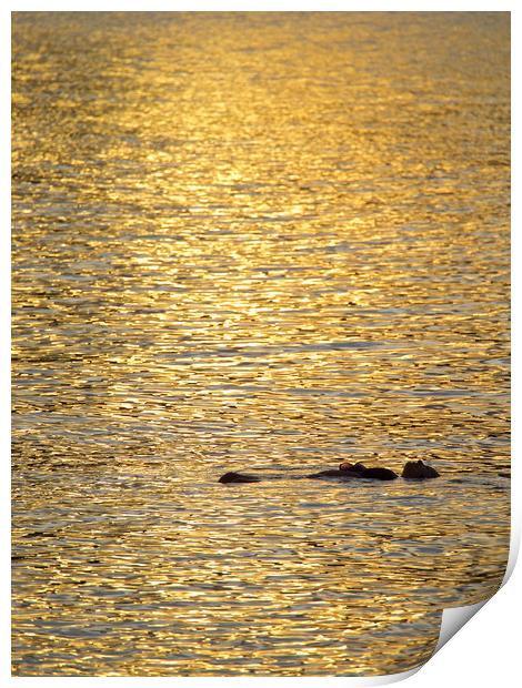 Floating in the Sun Print by mark humpage