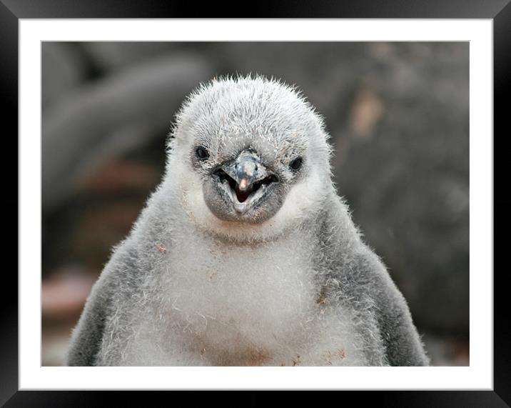 Chinstrap penguin chick Framed Mounted Print by Ruth Hallam