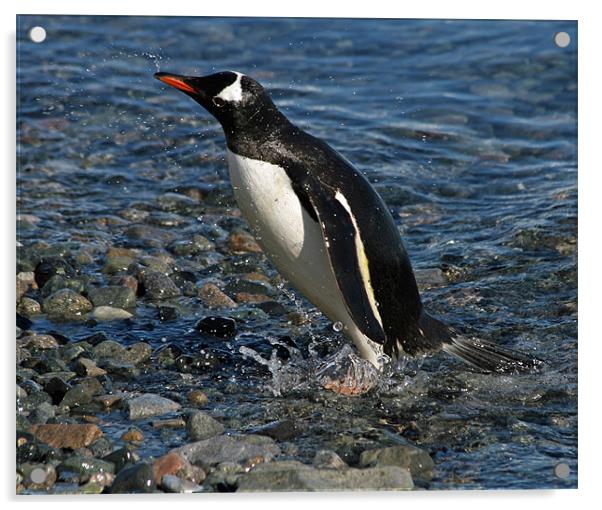Gentoo penguin washing Acrylic by Ruth Hallam