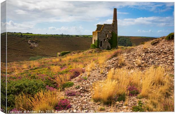 Heather and grasses at Tywarnhayle Canvas Print by Andrew Ray