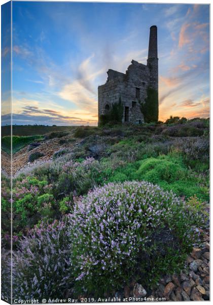 Heather at sunset (Tywarnhayle) Canvas Print by Andrew Ray