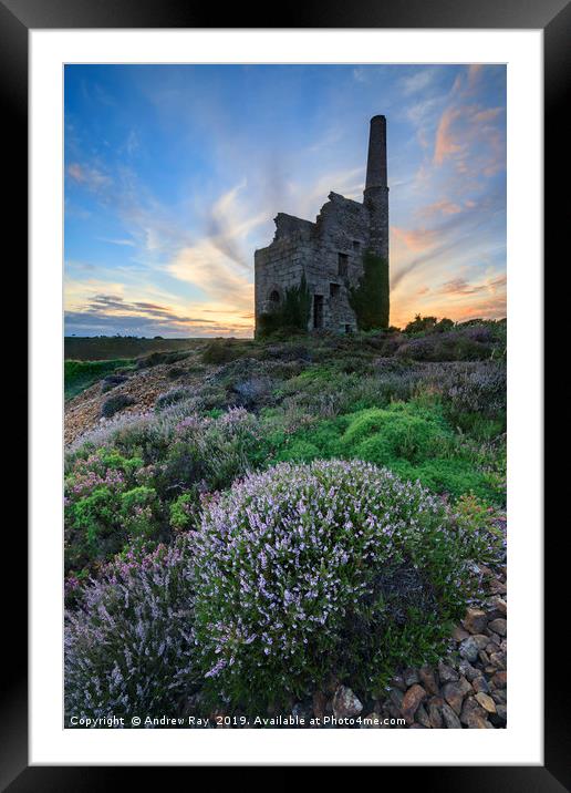 Heather at sunset (Tywarnhayle) Framed Mounted Print by Andrew Ray