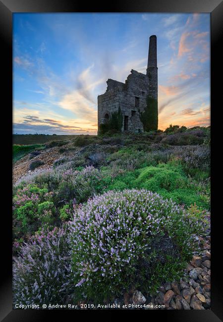 Heather at sunset (Tywarnhayle) Framed Print by Andrew Ray