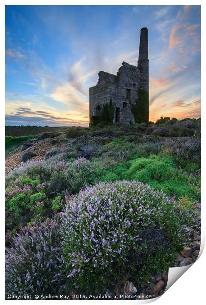 Heather at sunset (Tywarnhayle) Print by Andrew Ray