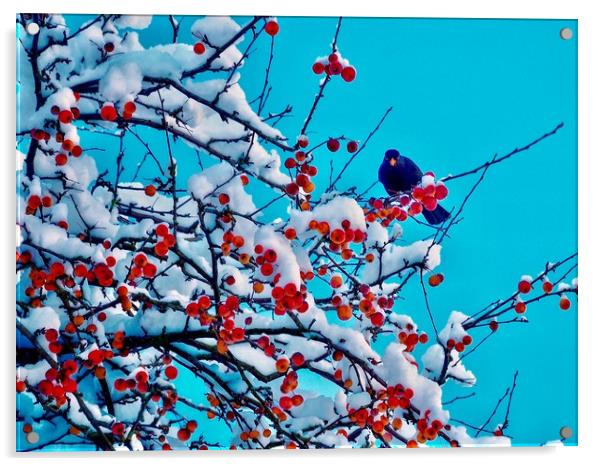 Blackbird In Winter Acrylic by Victor Burnside