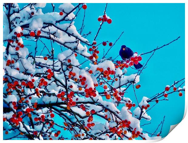Blackbird In Winter Print by Victor Burnside