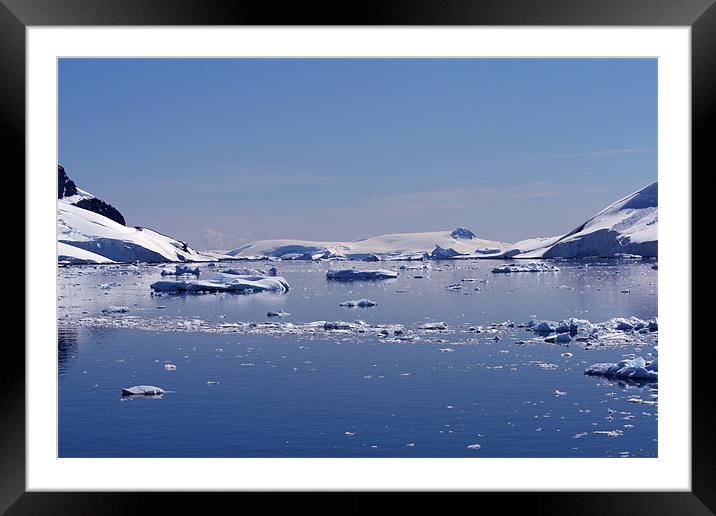 Icebergs in Antarctica Framed Mounted Print by Ruth Hallam