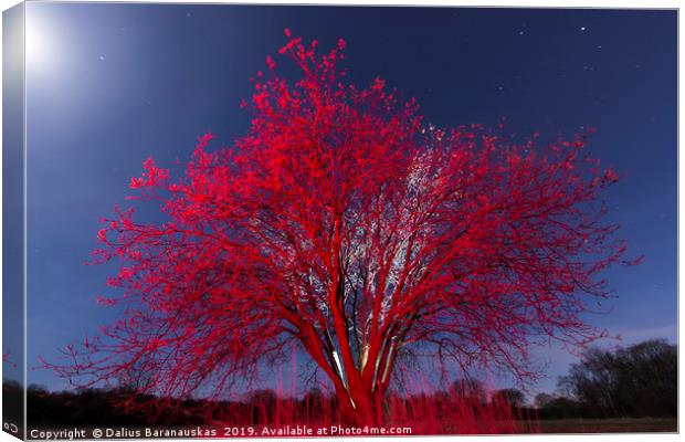 The Red tree Canvas Print by Dalius Baranauskas