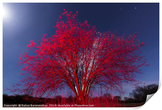 The Red tree Print by Dalius Baranauskas