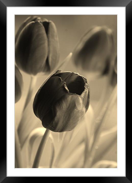 Tulips Framed Mounted Print by Dawn Cox