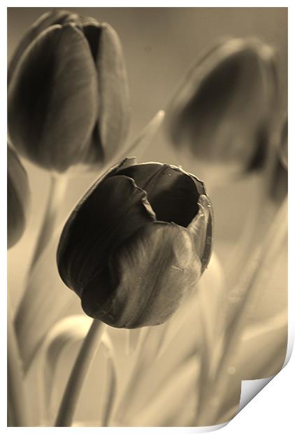 Tulips Print by Dawn Cox