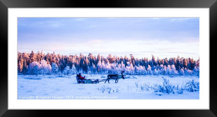 Reindeer in the snow Framed Mounted Print by Hannan Images