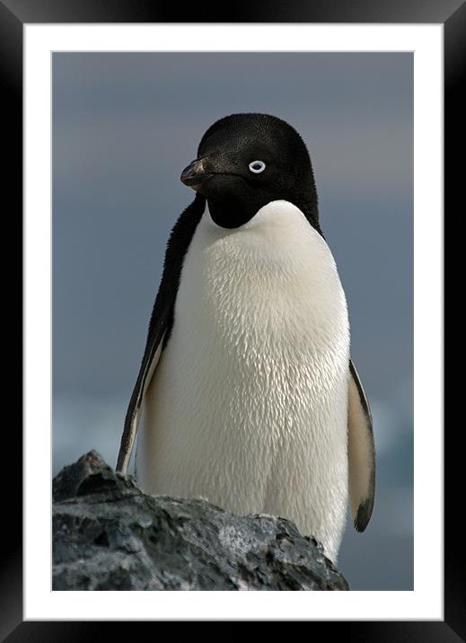 Adelie Penguin Framed Mounted Print by Ruth Hallam