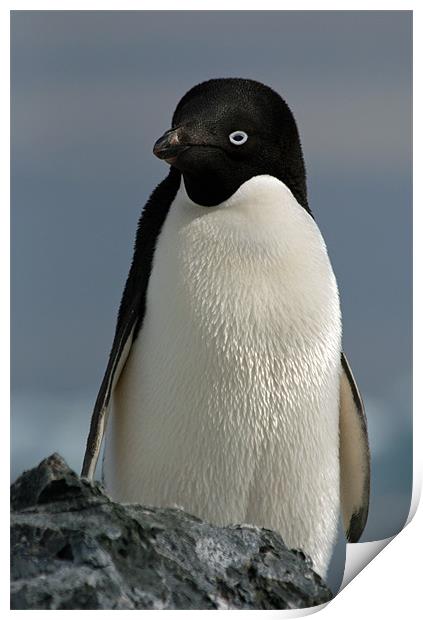 Adelie Penguin Print by Ruth Hallam