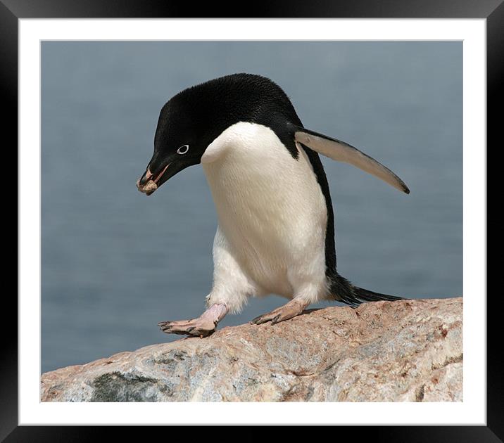 Adelie Penguin 2 Framed Mounted Print by Ruth Hallam